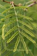 sweet acacia